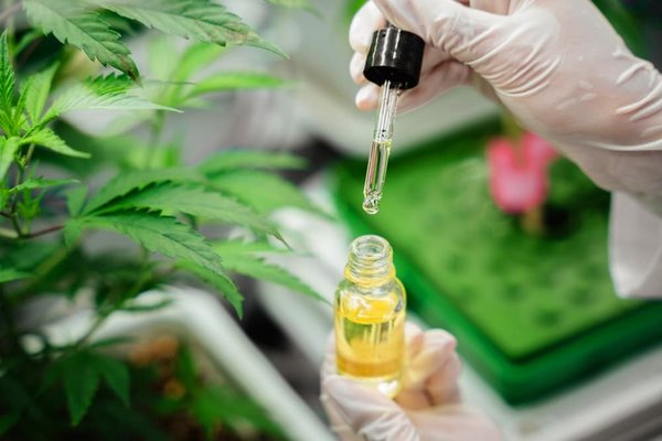 Huiles cbd full spectrum : maximiser les avantages pour le système endocannabinoïde