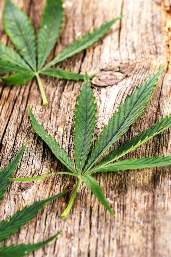 Le chanvre en 2024 : tendances et perspectives